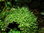 Javamoos im Cup - Vesicularia dubyana