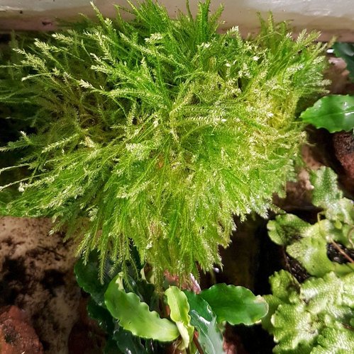 Taxiphyllum "Spiky Moss" auf Javastein