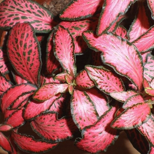 Fittonia - Rot