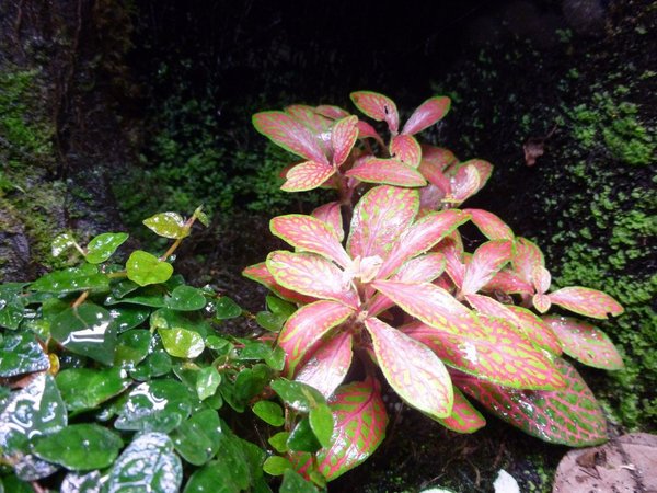 Fittonia - Rot