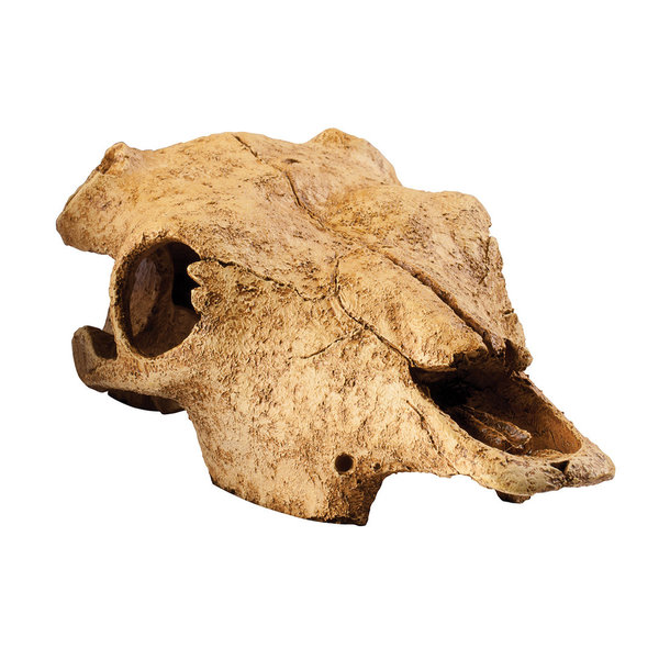 Exo Terra Büffel Skull, 23 cm