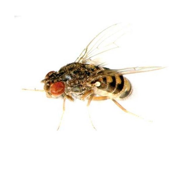 Drosophila melanogaster (klein) 500 ml Dose
