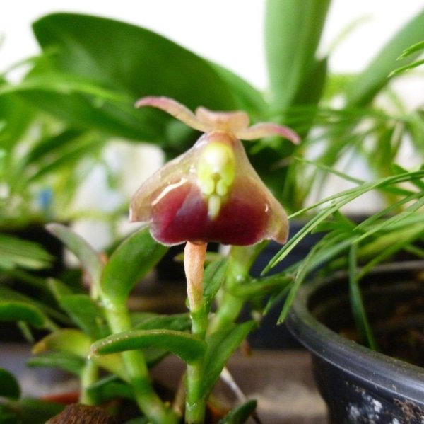Orchideensortiment 1 - klein