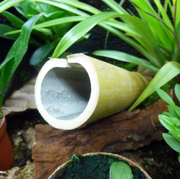 Bambusversteck klein