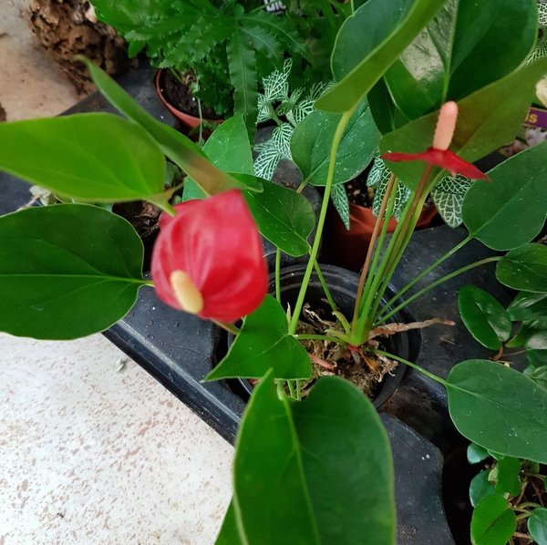 Anthurium andreanum mini
