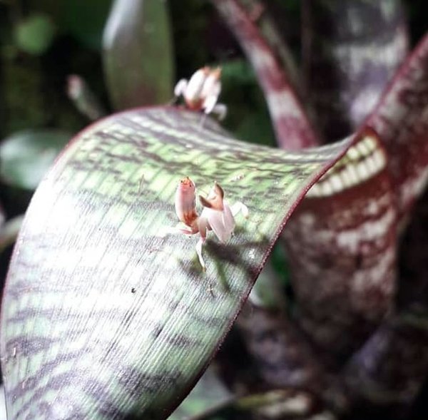 Hymenopus coronatus - Orchideenmantis L3/L4