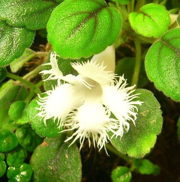 Episcia dianthiflora