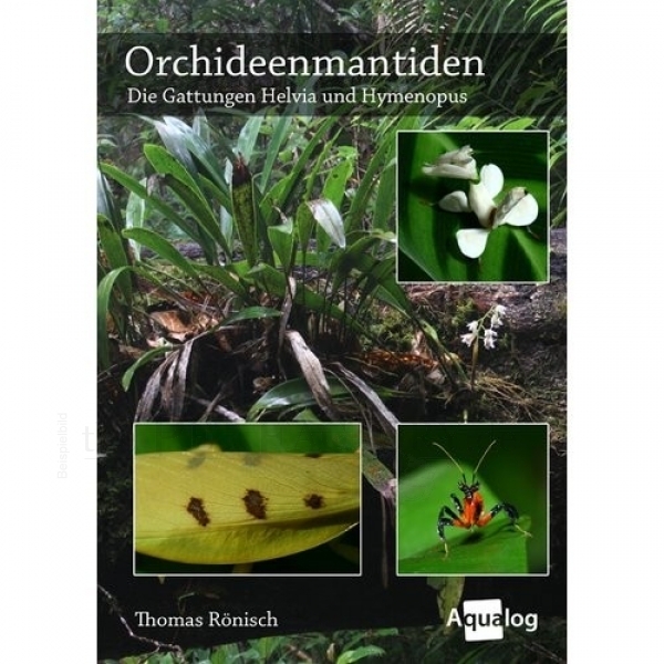 Orchideenmantiden - Helvia und Hymenopus