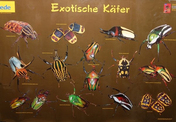 Poster - Exotische Käfer