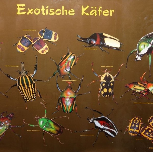 Poster - Exotische Käfer