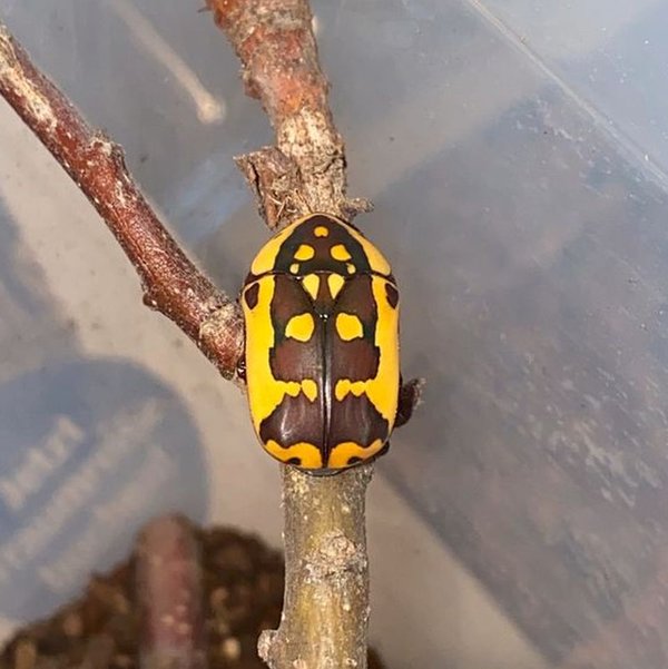 Pachnoda fissipuncta - Skarabäuskäfer, 1 Käferlarve